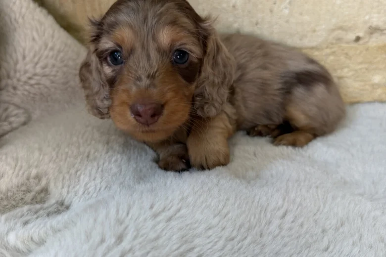 Dachshund (Miniature Long Haired)