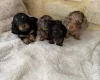 Dachshund (Miniature Long Haired)