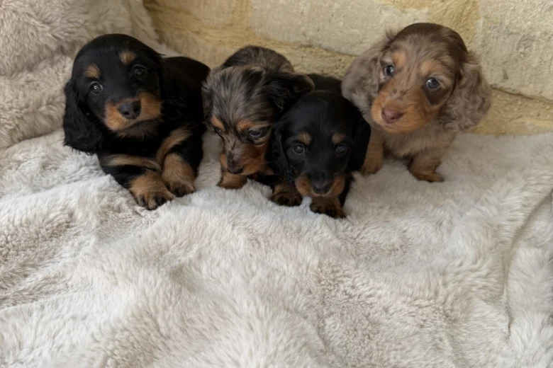 Dachshund (Miniature Long Haired)