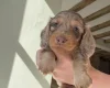 Dachshund (Miniature Long Haired)