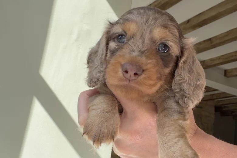 Dachshund (Miniature Long Haired)