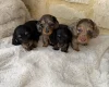 Dachshund (Miniature Long Haired)