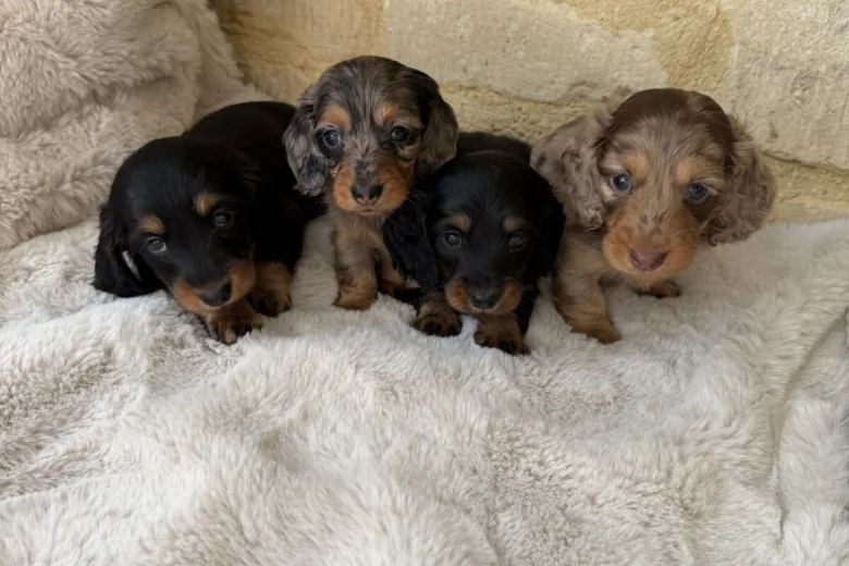 Dachshund (Miniature Long Haired)