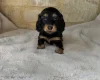 Dachshund (Miniature Long Haired)