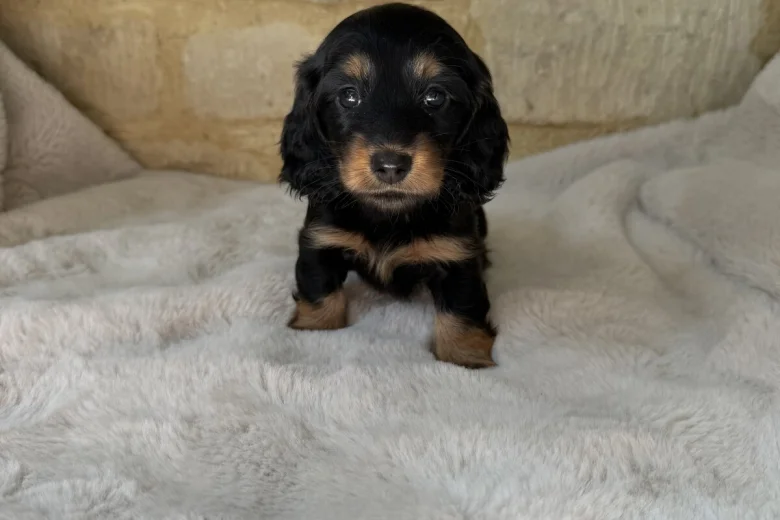 Dachshund (Miniature Long Haired)