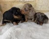 Dachshund (Miniature Long Haired)