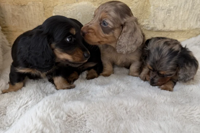 Dachshund (Miniature Long Haired)