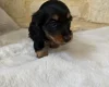 Dachshund (Miniature Long Haired)