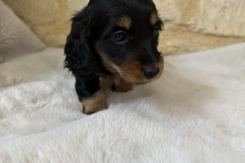 Dachshund (Miniature Long Haired)