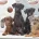 Miniature Poodle