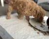 Miniature Poodle