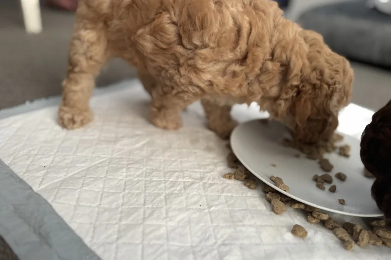 Miniature Poodle