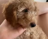 Miniature Poodle