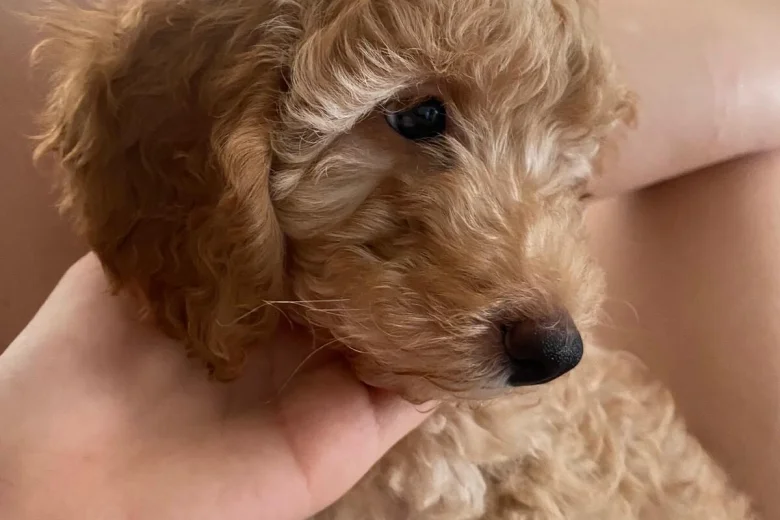 Miniature Poodle