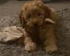 Miniature Poodle