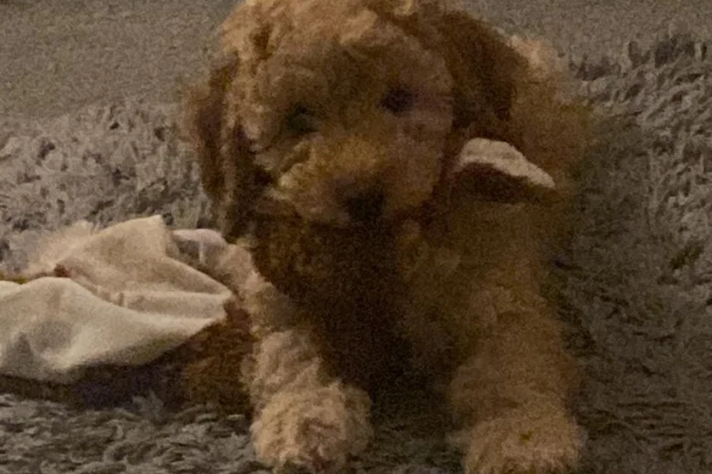 Miniature Poodle