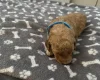 Miniature Poodle