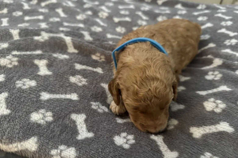 Miniature Poodle