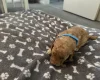 Miniature Poodle