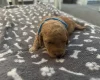 Miniature Poodle