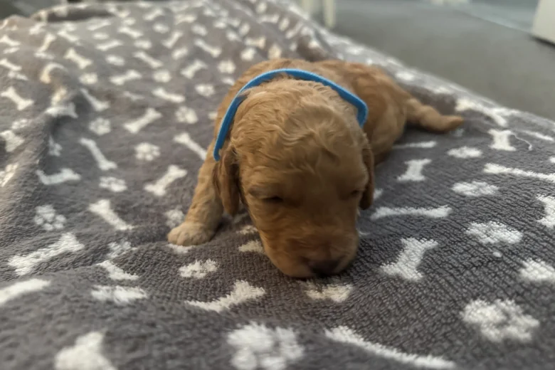 Miniature Poodle