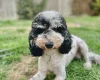 Miniature Poodle