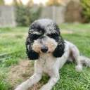 Miniature Poodle