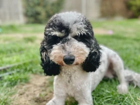 Miniature Poodle