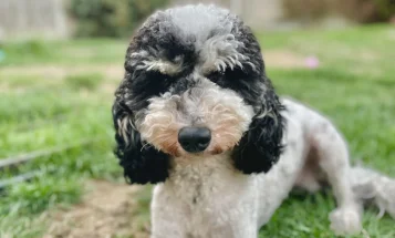 Miniature Poodle