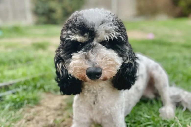 Miniature Poodle