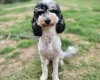Miniature Poodle