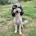 Miniature Poodle