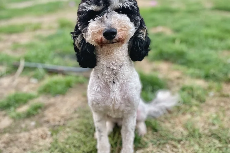 Miniature Poodle