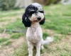 Miniature Poodle