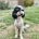 Miniature Poodle
