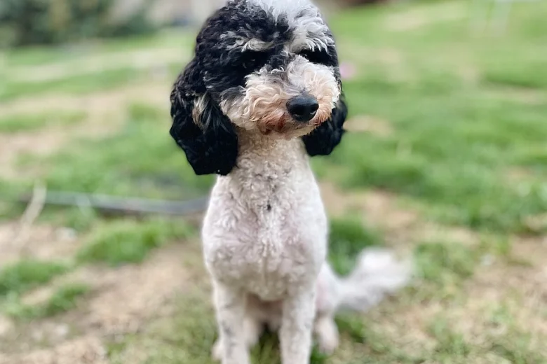Miniature Poodle