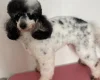 Miniature Poodle