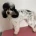 Miniature Poodle