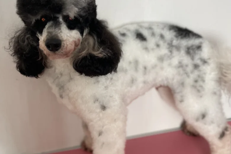 Miniature Poodle