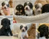 Miniature Poodle