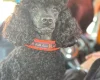 Miniature Poodle