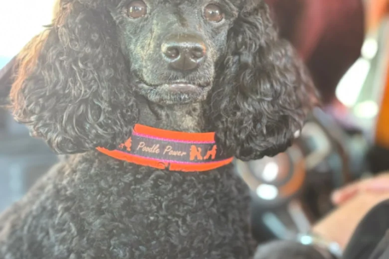 Miniature Poodle