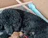 Miniature Poodle