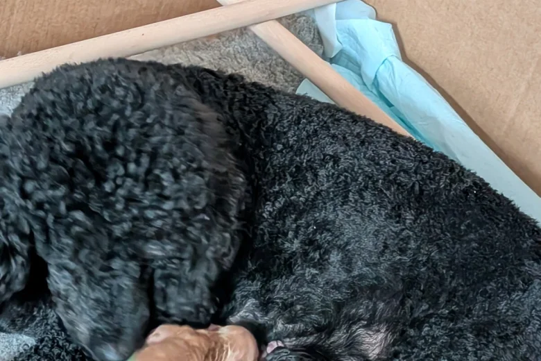 Miniature Poodle