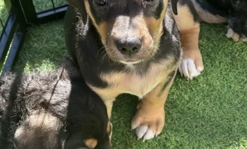 Mixed Breed