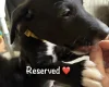 Mixed Breed