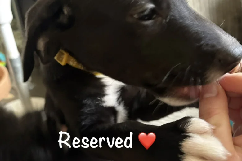 Mixed Breed