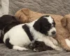 Mixed Breed