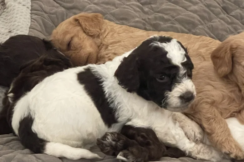 Mixed Breed