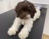 Mixed Breed